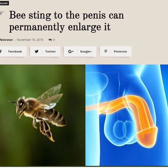 Bee sting to the penis can permanently enlarge it Nistrator