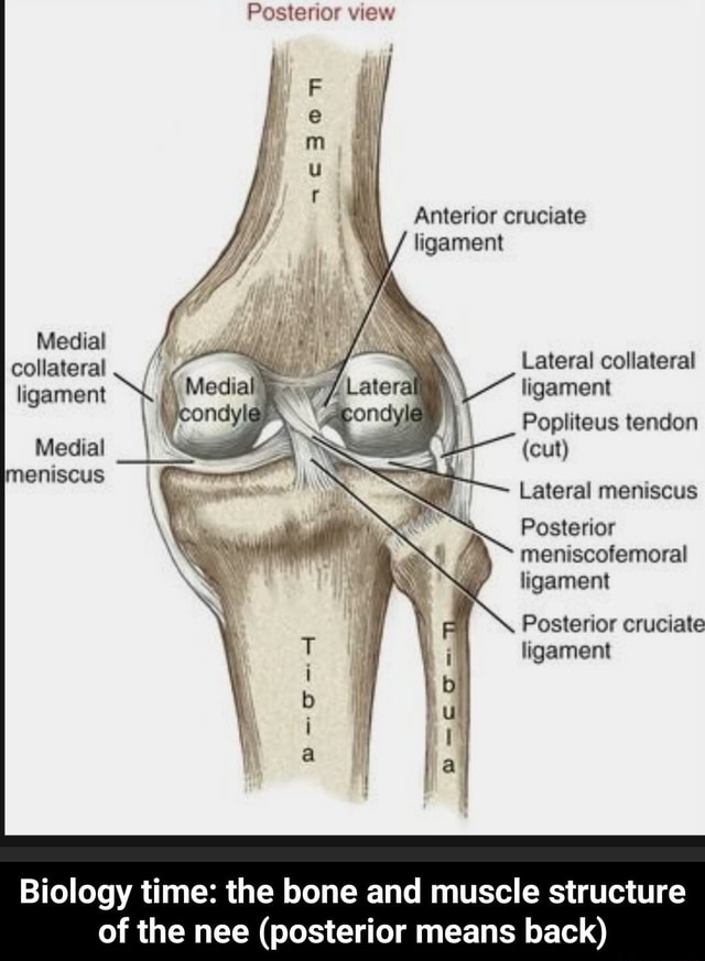 Posterior view se Anterior cruciate ligament Medial collateral Lateral ...