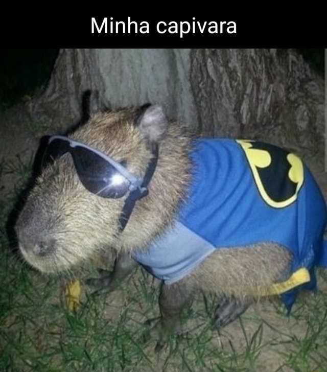 Quem você salvaria? adm da choquei curte e comenta capivara do minecraft só  olha - iFunny Brazil