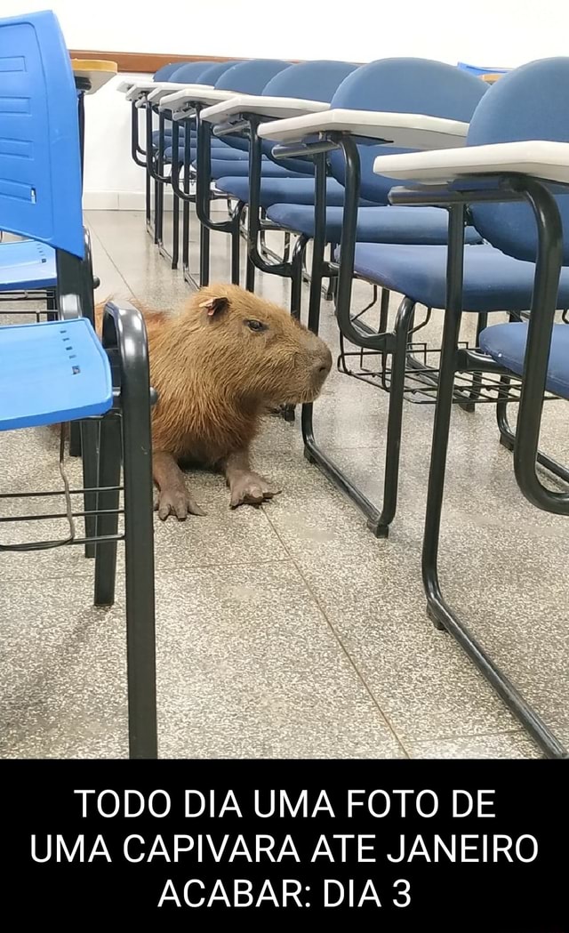 Capivara agiota - iFunny Brazil