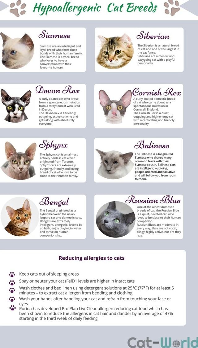 Cat breeds: information, characteristics and behavior - Dogalize