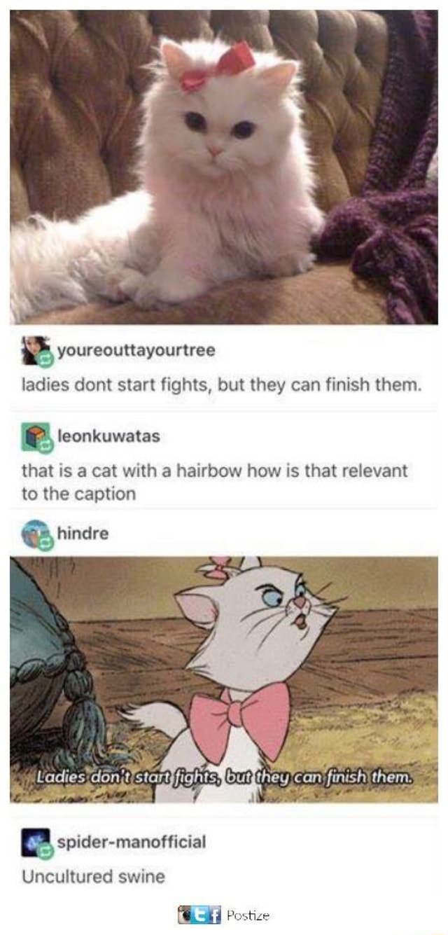 XDD - aye ladies dont start fights, but they can finish them. leonkuwatas  that is a cat with a hairbow how is that relevant to the caption Uadies,  don; it start fights?