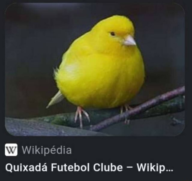 wikip-dia-quixad-futebol-clube-wikip-ifunny-brazil