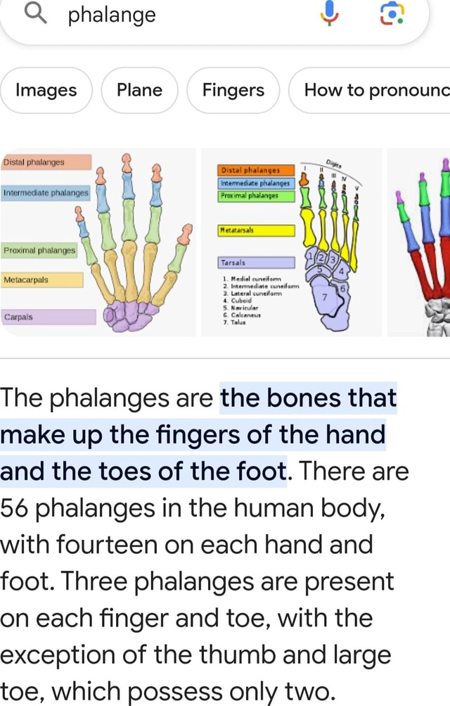 i-q-phalange-images-plane-fingers-how-to-pronounc-er-the-phalanges-are