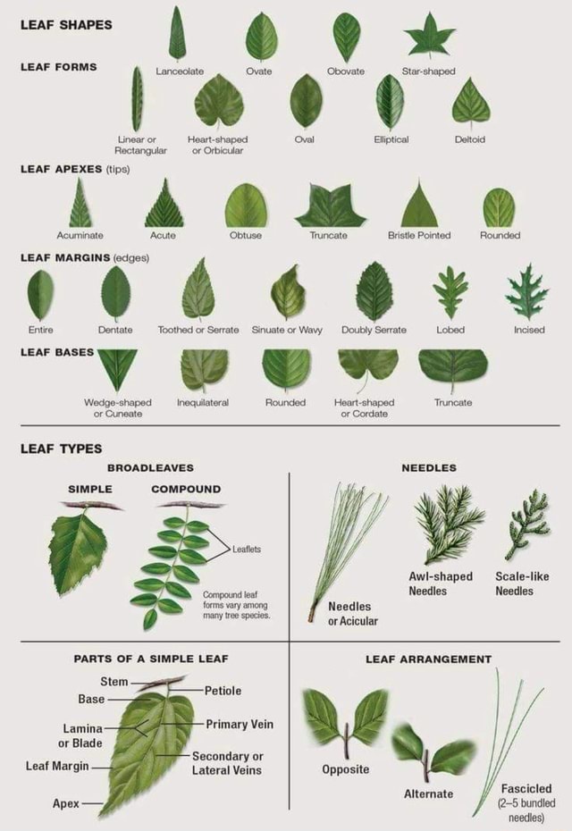 LEAF FORMS I Lanceolate Ovate Obovate Star-shaped Linear or Heart ...