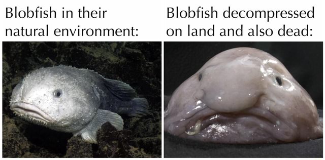 What Does a Blobfish Look Like in Its Natural Environment?