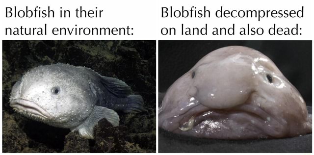 What Does a Blobfish Look Like in Its Natural Environment