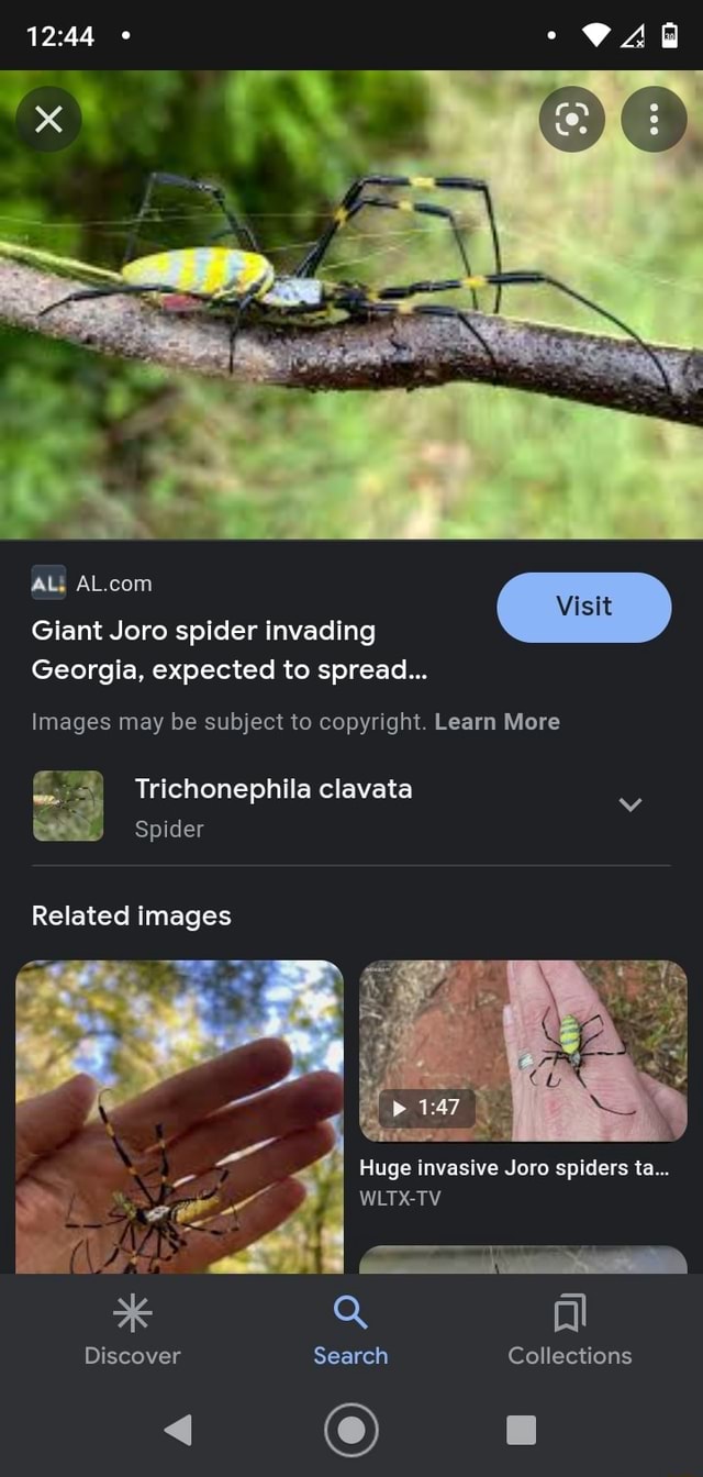 What you need to know about giant, invasive joro spiders