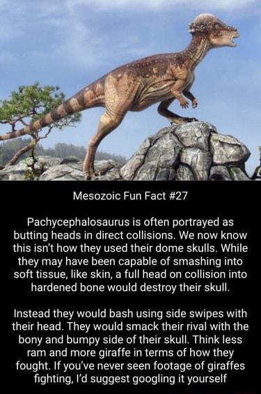 Mesozoic Fun Fact #27 Pachycephalosaurus is often portrayed as butting ...