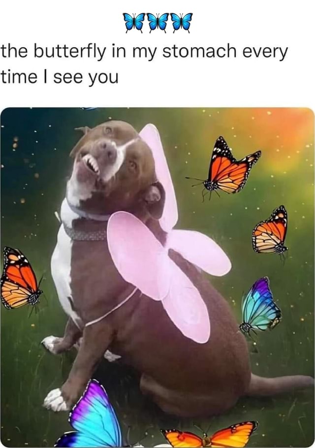 The butterfly in my stomach every time I see you iFunny Brazil