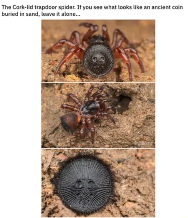 The Cork lid trapdoor spider. If you see what looks like an