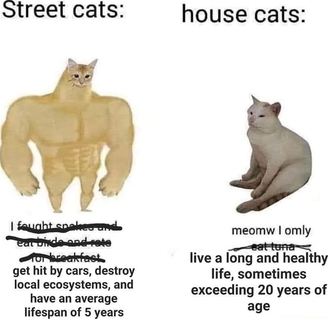 Average lifespan of a best sale house cat