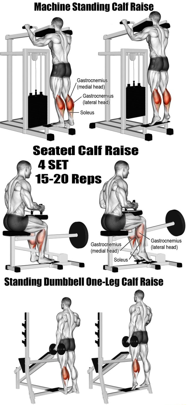 Machine Standing Calf Raise (medial head) Gastrocnemius medial head ...