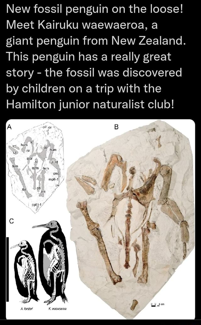 New Zealand Kids Discovered This Fossil of New Giant Penguin