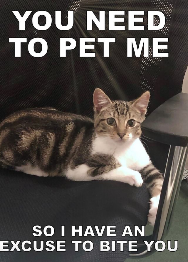 YOU NEED TO PET ME SO I HAVE AN EXCUSE TO BITE YOU - iFunny Brazil