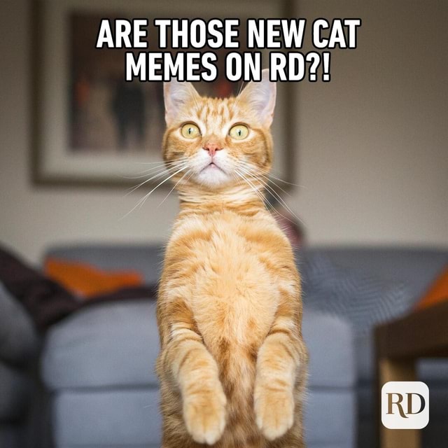 Cat memes : r/memes