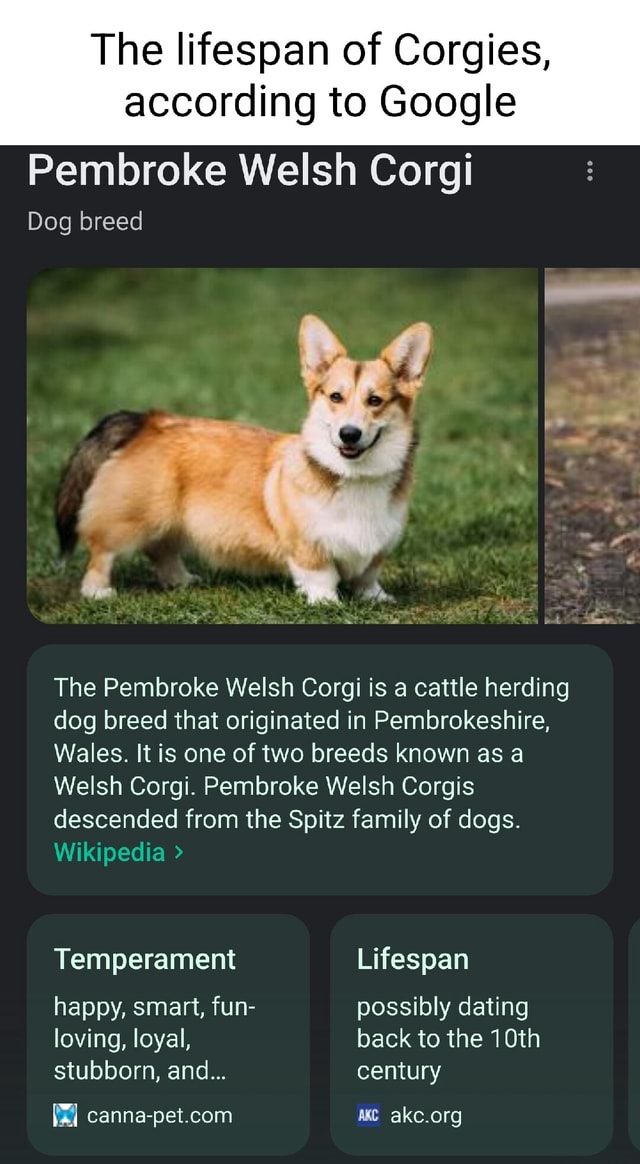 Corgis: Origins of the Welsh Corgi, Who Are They?