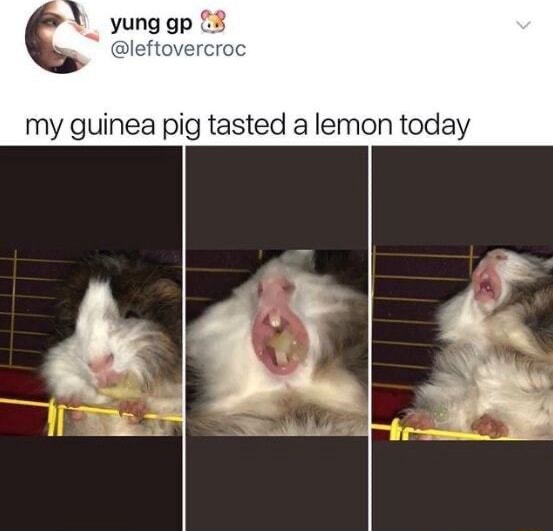 Guinea 2025 pig lemon