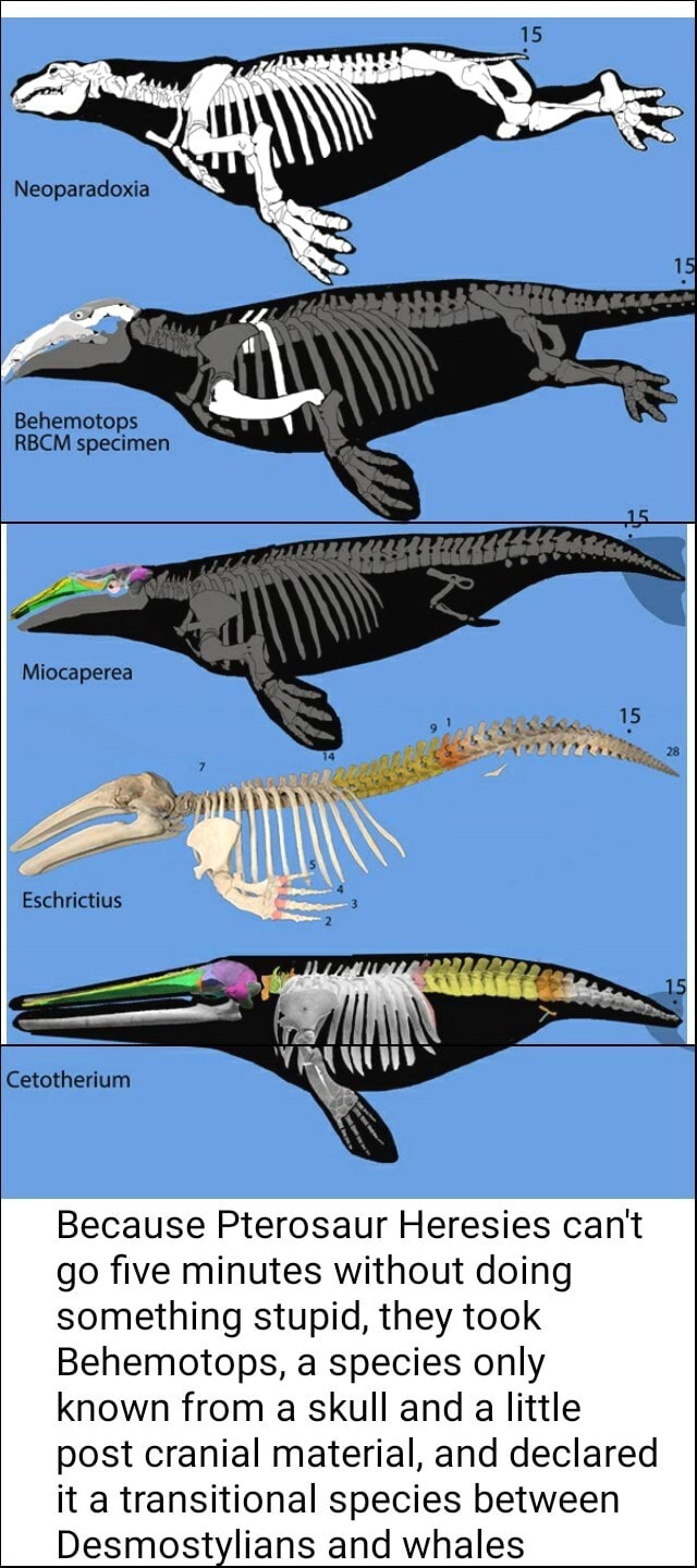 Neoparadoxia Behemotops RBCM specimen Ya Cetotherium Because Pterosaur ...