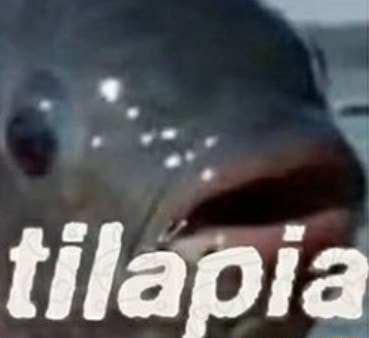 tilapia