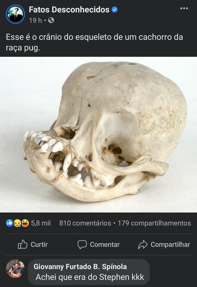 Fatos Desconhecidos Esse é o crânio do esqueleto de um cachorro da raça  pug. 5,8 mil 810 comentários 179 compartilhamentos Curtir Comentar  Compartilhar Giovanny Furtado B. Spínola Achei que era do Stephen