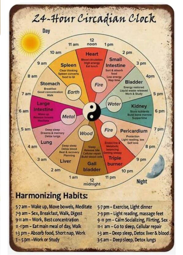 Circadian Clock Day Harmonizing Habits: am Wake up, Move bowels ...