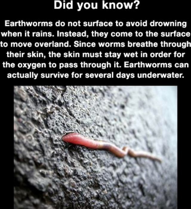Did you know? Earthworms do not surface to avoid drowning when it rains
