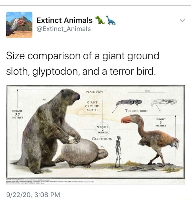 Extinct Animals ' @Extinct_Animals Size comparison of a giant ground sloth,  glyptodon, and a terror bird. PLATE GIANT = GROUND HEIGHT SLOTH TERROR BIRD  5. METRES WEIGHT 2 TONNES PM - iFunny Brazil