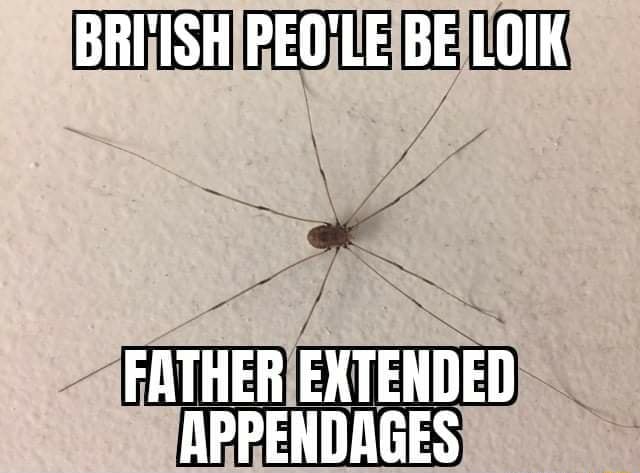 Daddy long legs right here : r/memes