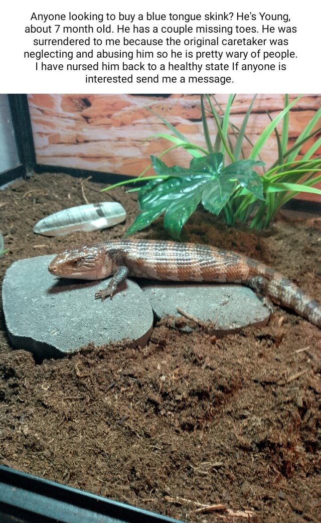 Blue tongue skink store petco