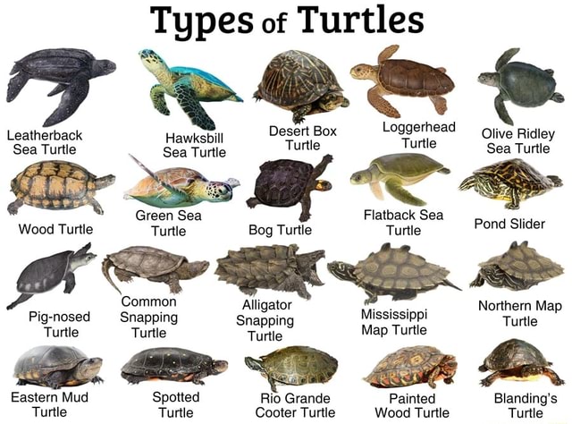 Types of Turtles Loggerhead Leatherback Hawksbill Desert Box Olive ...