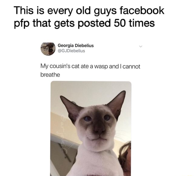 Why is my cat every old guy's facebook pfp? - Why is my cat every old guy's  facebook pfp? - iFunny Brazil