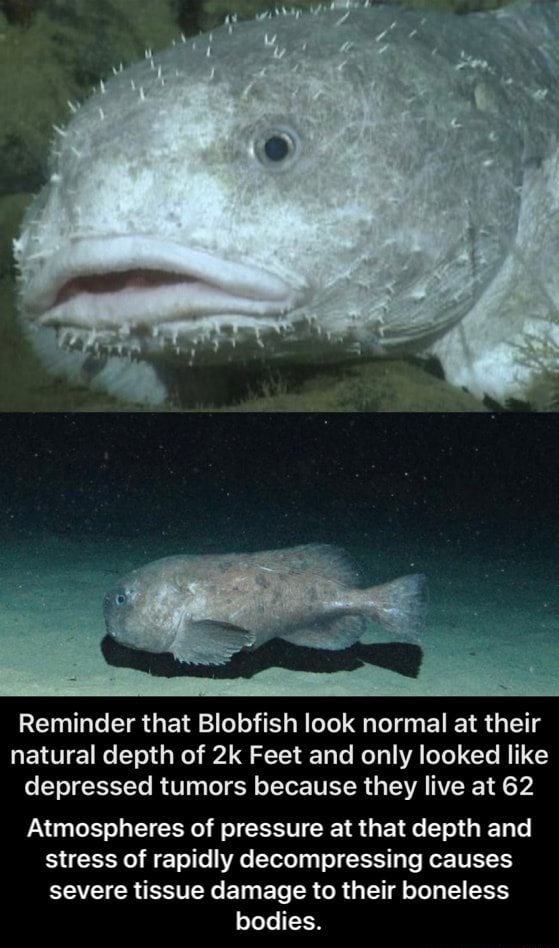 At what depth do blobfish live? Why does this affect their appearance? -  Quora