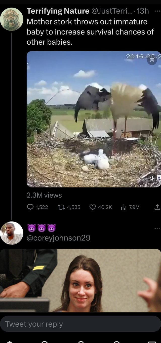 Terrifying Nature JustTerri...13h Mother stork throws out immature