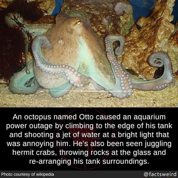 An octopus named Otto caused an aquarium power outage by climbing to the  edge of his tank and shooting a jet of water at a bright light that was  annoying him. He's