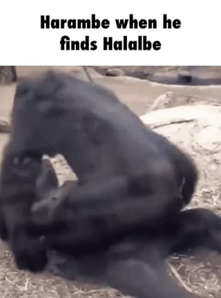 Harambe, Advance, gorilla, Giphy, hashtag, Leash, Internet meme