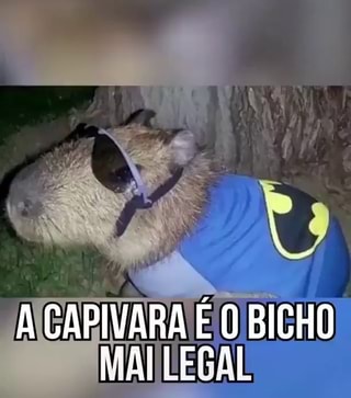 TIPO DE Oi meu nome Clara, a capivara - iFunny Brazil