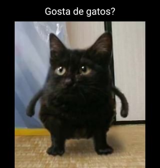 Ve prefere cão ou gata? SIM NÃO I - iFunny Brazil