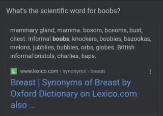 Breast Synonyms. Similar word for Breast.