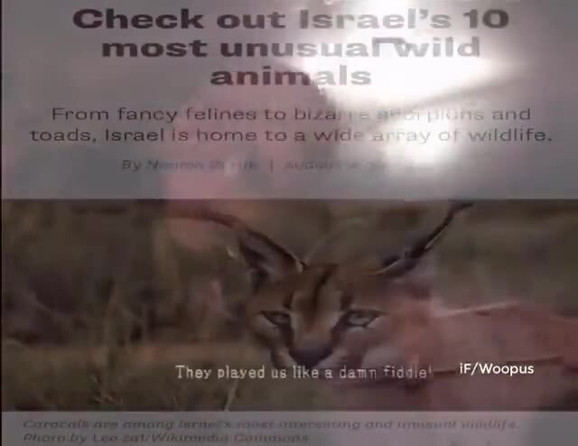 Check out Israel's 10 most unusual wild animals - ISRAEL21c