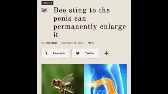 Bee sting to the penis can permanently enlarge it iFunny Brazil