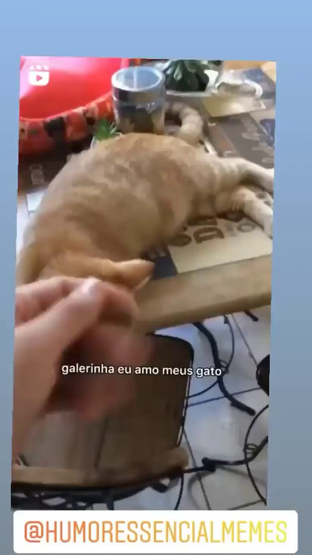 Eu amo ver garotas-gato de animes com suas mãos na frente imitando patas de  gatos. Traduzi WaterBR do po - iFunny Brazil