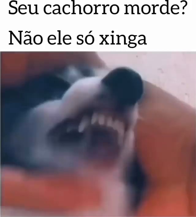 Seu cachorro morde Não ele só xinga iFunny Brazil