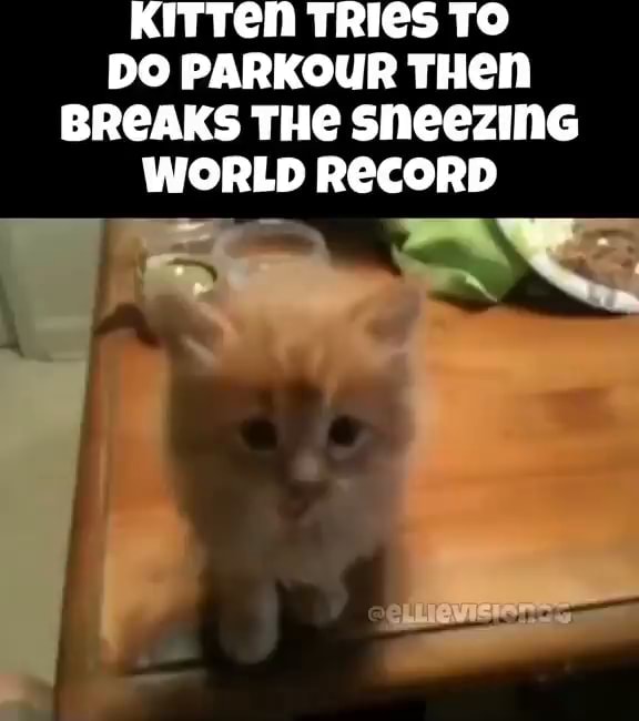 KITTEN TRICS TO DO PARKOUR THen BREAKS THe sheezinGc WORLD RECORD iFunny Brazil