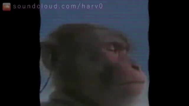 Monkey listening to music (meme) 