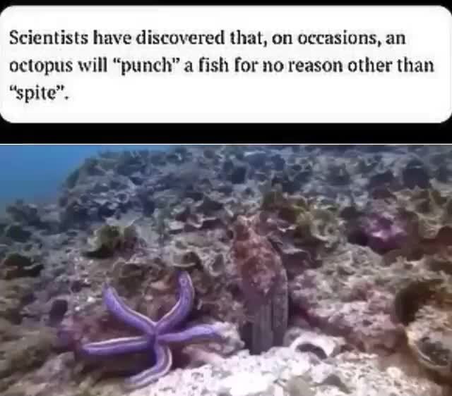 Scientists have discovered that, on occasions, an octopus will "punch