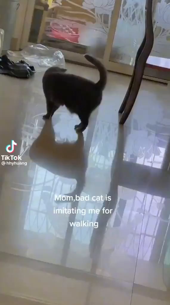 loja da bad cat｜Pesquisa do TikTok