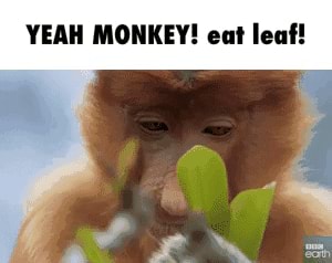 Monke memes because yeah