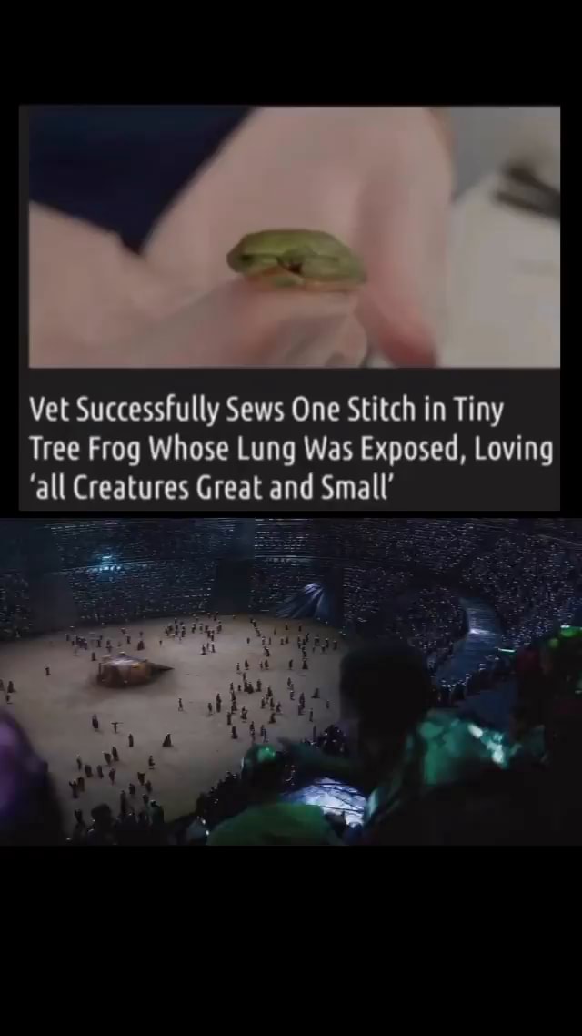 Vet Successfully Sews One Stitch in Tiny Tree Frog Whose Lung Was Exposed,  Loving 'all Creatures Great and Small