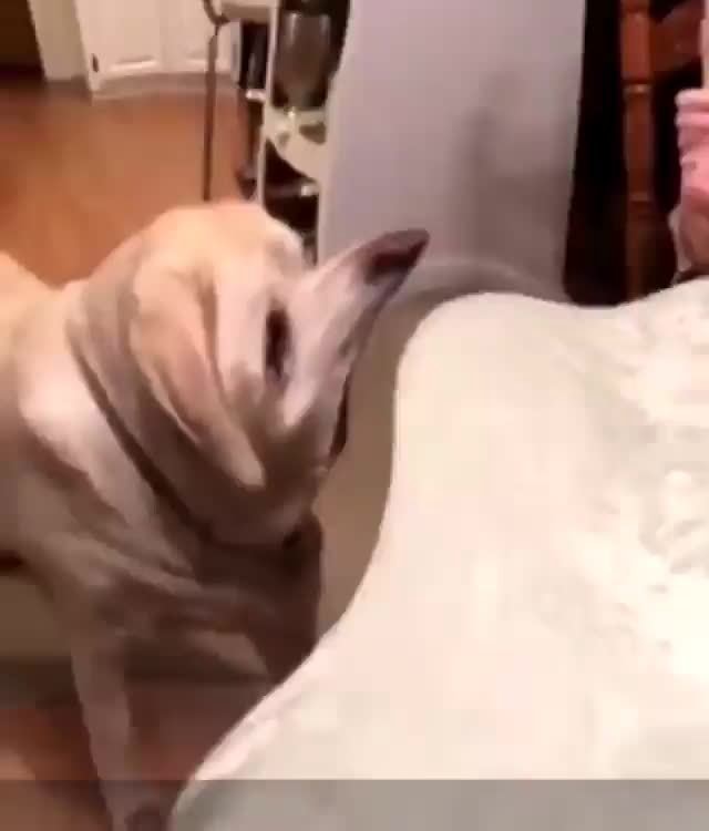 memes oMz8qbPO6 by Dogs: 291 comments - iFunny Brazil